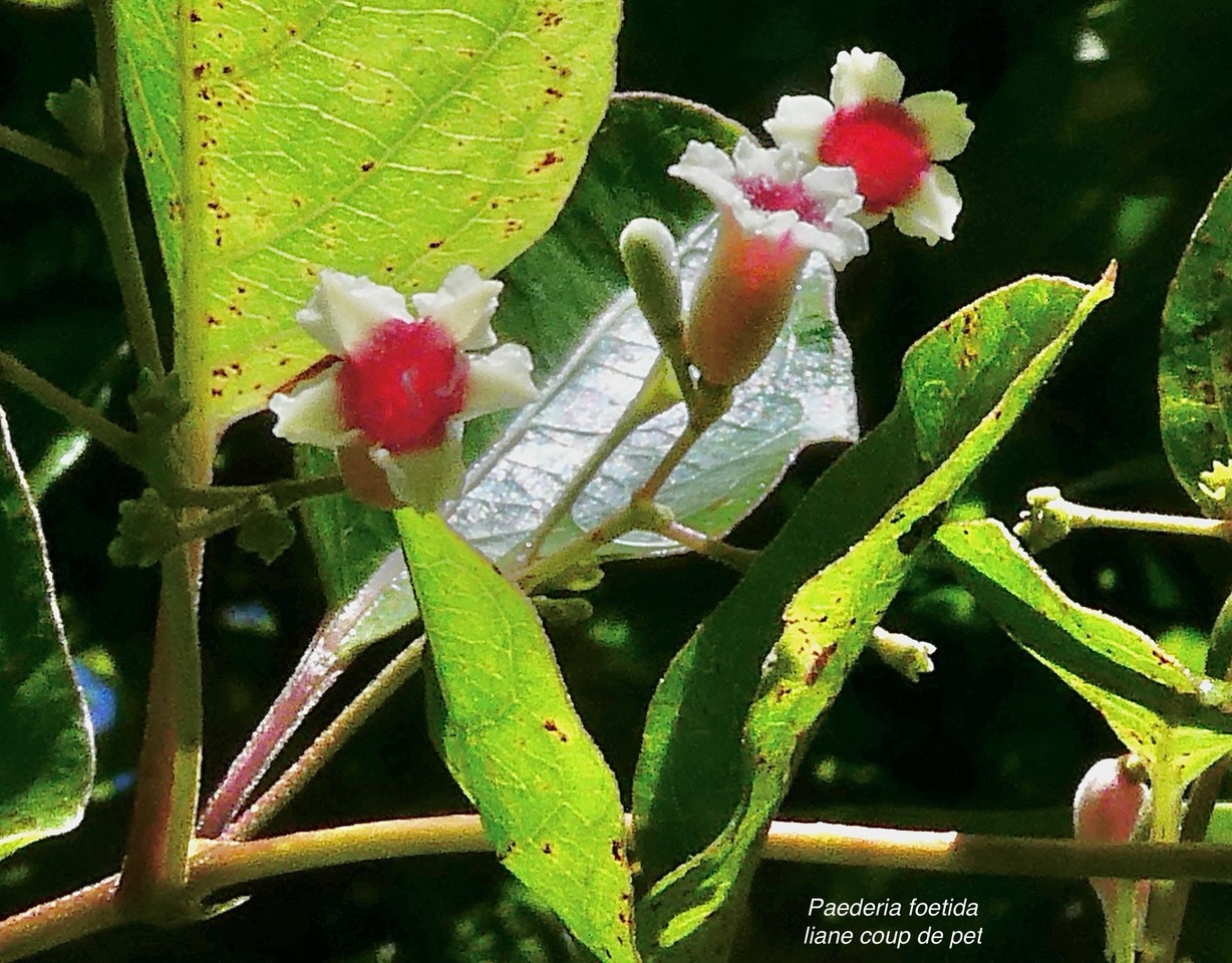 Paederia foetida L.liane coup de pet.( fleurs ) rubiaceae.amphinaturalisé..jpeg