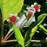 Paederia foetida L.liane coup de pet.( fleurs ) rubiaceae.amphinaturalisé..jpeg