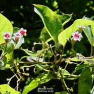 Paederia foetida L.liane coup de pet.rubiaceae.amphinaturalisé..jpeg