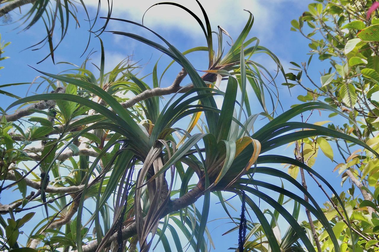 Pandanus montanus Bory. pimpin.vacoi des montagnes.pandanaceae.endémique Réunion..jpeg