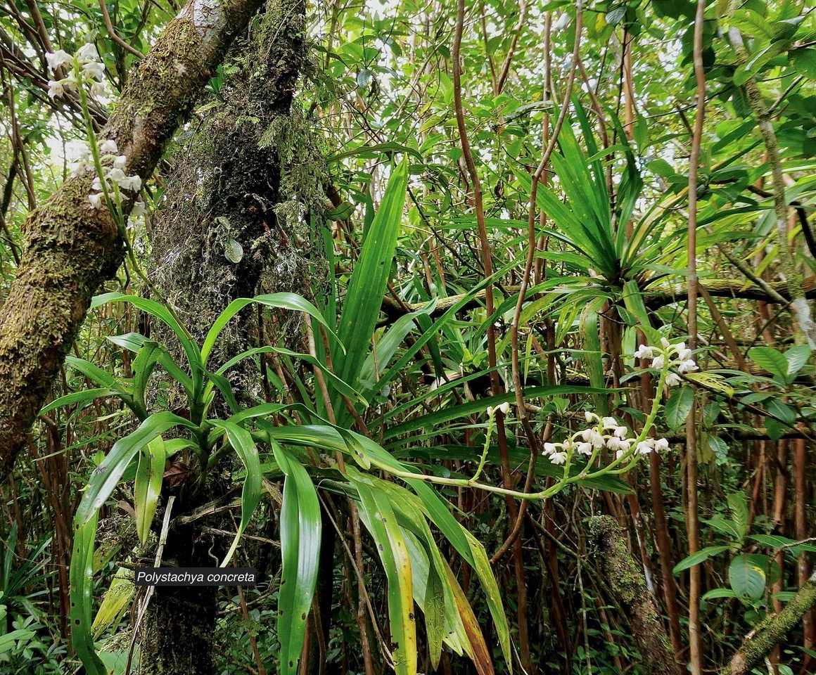 Polystachya concreta .Polystachya mauritiana.orchidaceae.indigène Réunion..jpeg