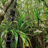 Polystachya concreta .Polystachya mauritiana.orchidaceae.indigène Réunion..jpeg
