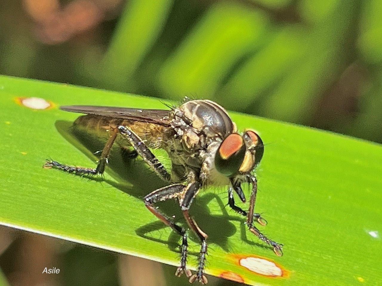 Promachus sp . Asile. asilidae..jpeg