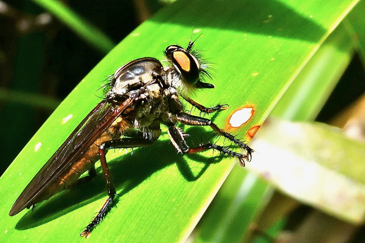 Promachus sp.Asile. asilidae..jpeg