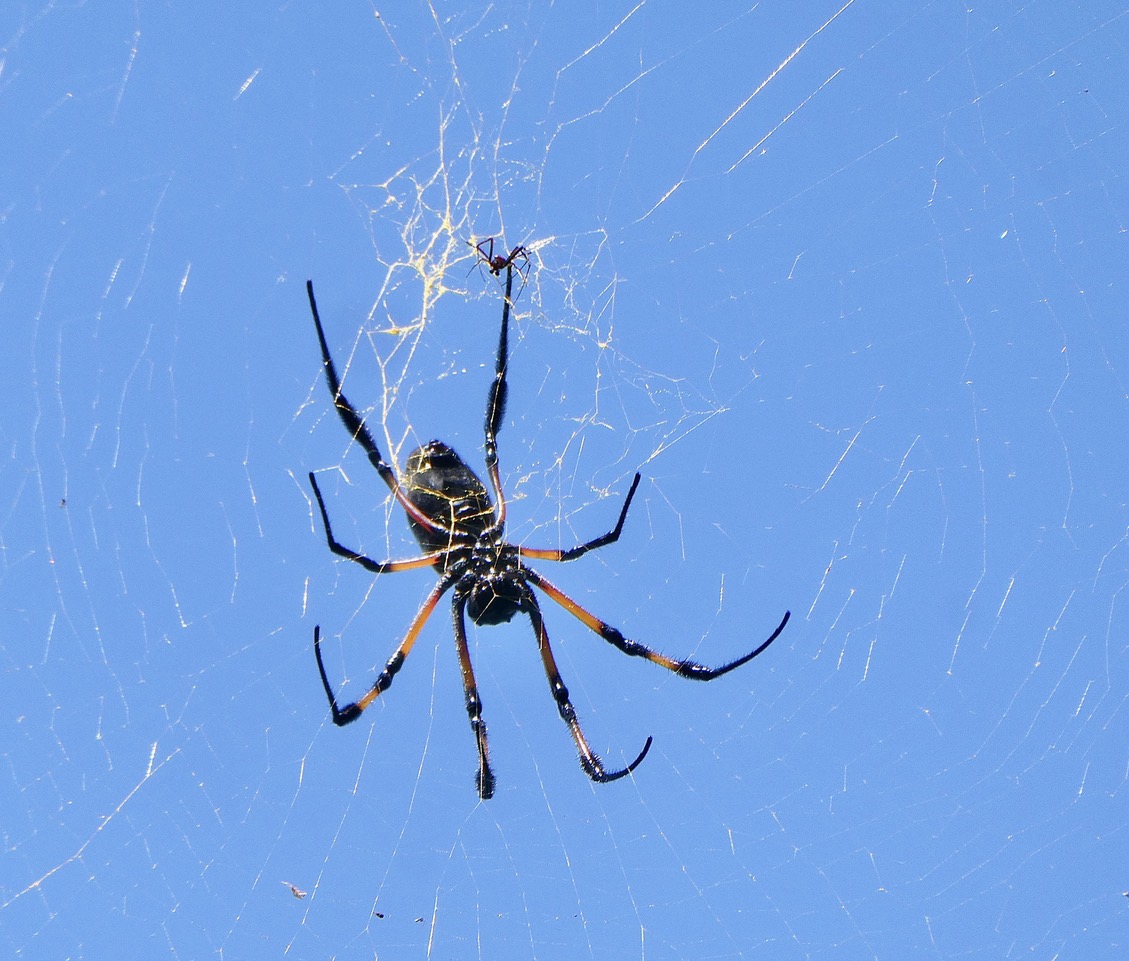 Trichonephila inaurata.épeire dorée. bibe .nephilidae.jpeg