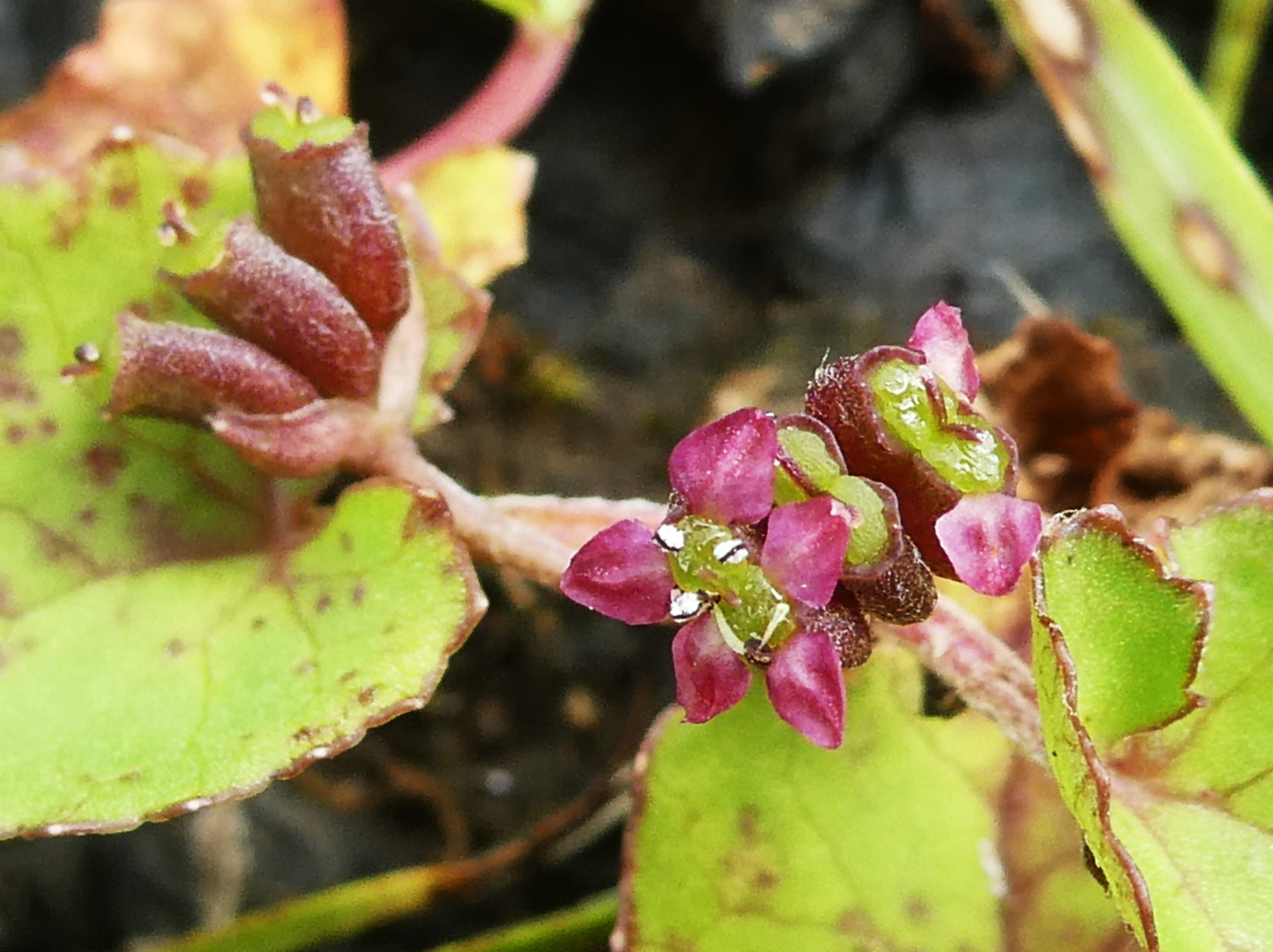 Centella asiatica (3).JPG