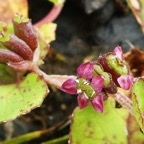 Centella asiatica (3).JPG