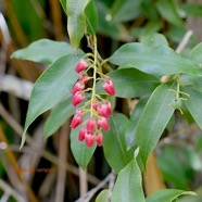 Agarista salicifolia Bois de rempart Er icaceae Indigène La Réunion 1871.jpeg