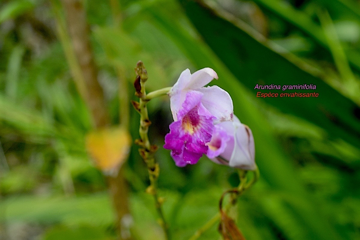 Arundina graminifolia Orchide?e  bambou Orchidaceae E E 1882.jpeg