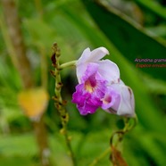 Arundina graminifolia Orchide?e  bambou Orchidaceae E E 1882.jpeg