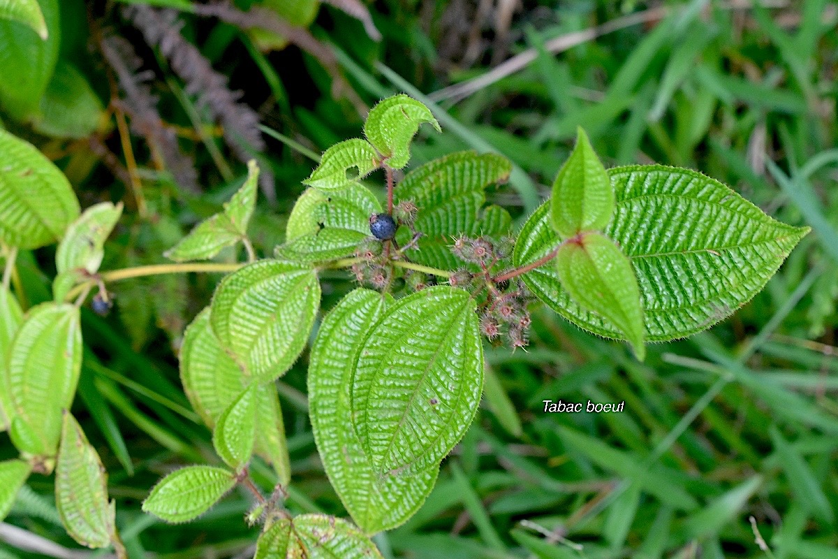 Clidemia hirta Tabac boeuf Melastomataceae E E 1885.jpeg