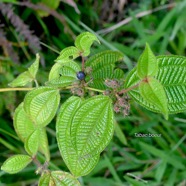 Clidemia hirta Tabac boeuf Melastomataceae E E 1885.jpeg