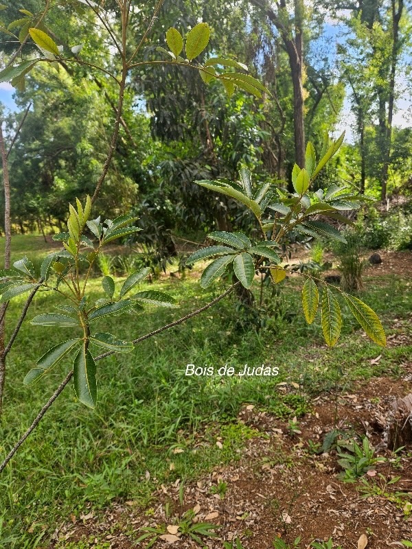 Cossinia pinnata Bois de Judas Sapindacea e Endémique La Réunion, Maurice 51.jpeg