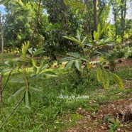 Cossinia pinnata Bois de Judas Sapindacea e Endémique La Réunion, Maurice 51.jpeg