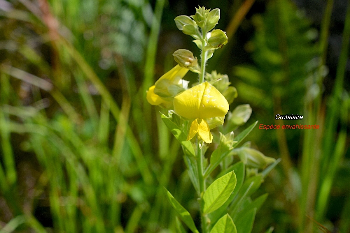 Crotalaria berteroana Crotalaire Fabaceae E E 1858.jpeg