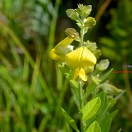 Crotalaria berteroana Crotalaire Fabaceae E E 1858.jpeg