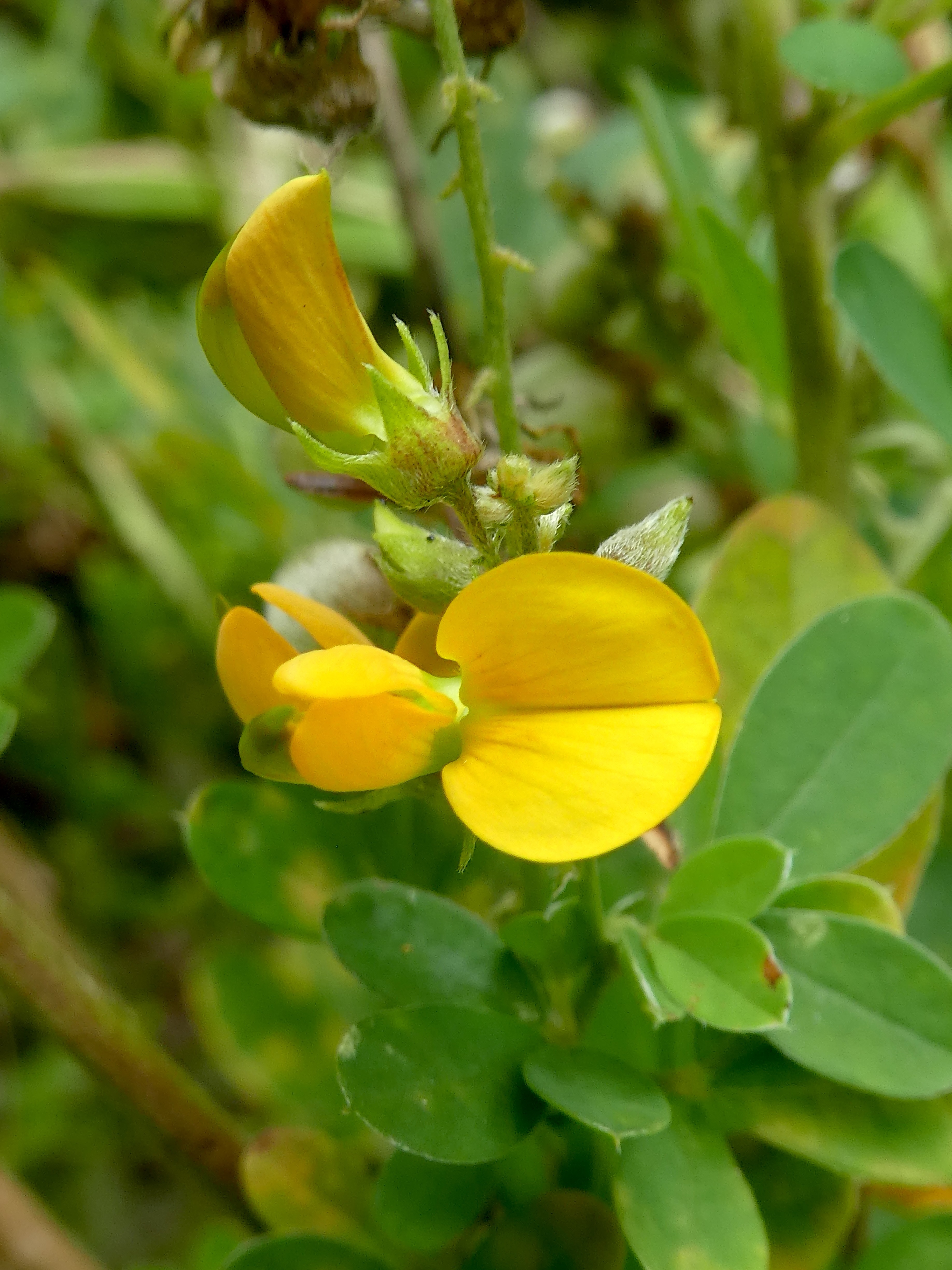 Crotalaria uncinella.JPG