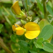 Crotalaria uncinella.JPG