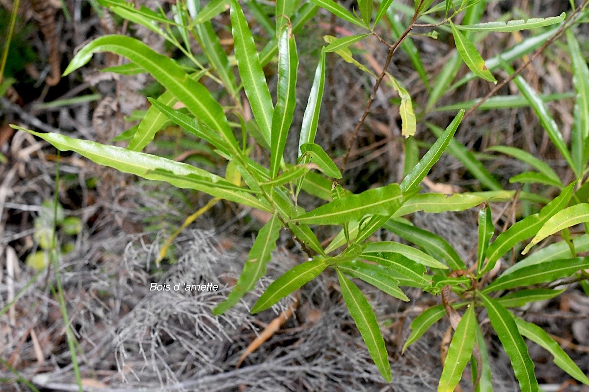 Dodonaea viscosa Bois d'arnette Sapin daceae Indigène La Réunion 1886.jpeg