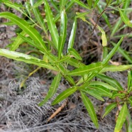 Dodonaea viscosa Bois d'arnette Sapin daceae Indigène La Réunion 1886.jpeg