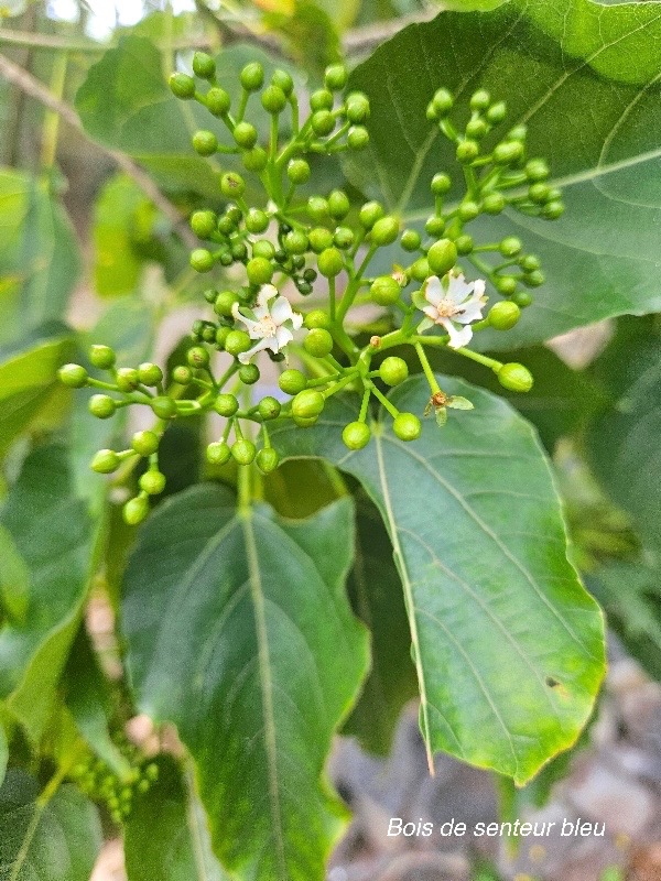 Dombeya populnea Bois de senteur bleu Malva ceae Endémique La Réunion, Maurice 42.jpeg