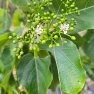 Dombeya populnea Bois de senteur bleu Malva ceae Endémique La Réunion, Maurice 42.jpeg