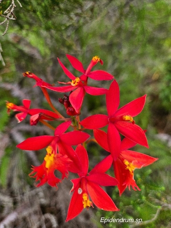 Epidendrum sp.jpeg