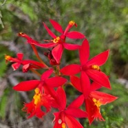 Epidendrum sp.jpeg