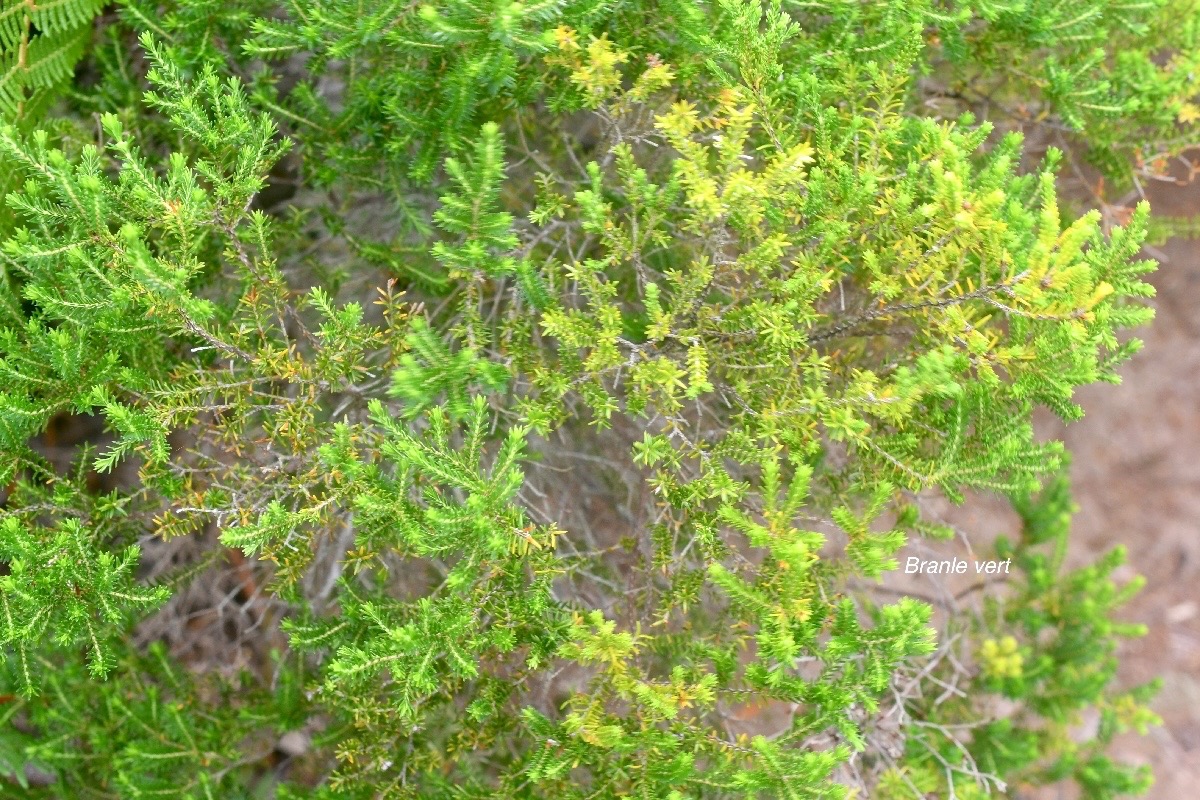 Erica reunionensis Branle vert Erica ceae Endémique La Réunion 1861.jpeg