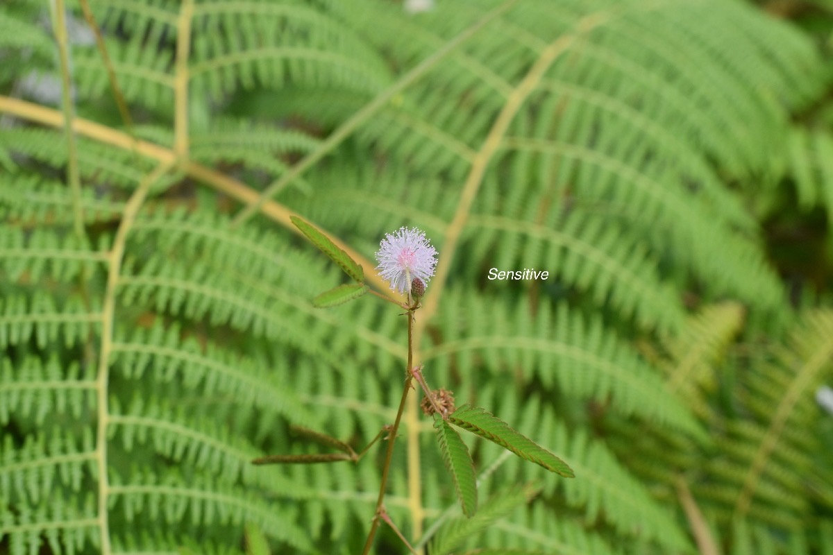 Mimosa pudica Sensitive Fabaceae E E 1876.jpeg