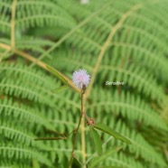 Mimosa pudica Sensitive Fabaceae E E 1876.jpeg