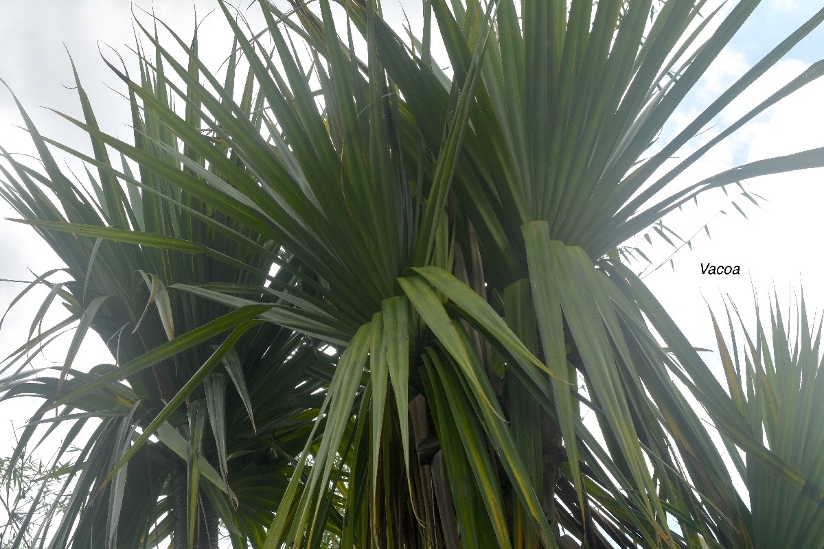 Pandanus utilis Vacoa Pandanaceae 1879.jpeg