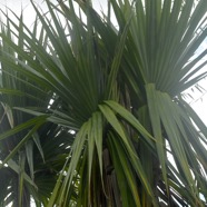 Pandanus utilis Vacoa Pandanaceae 1879.jpeg