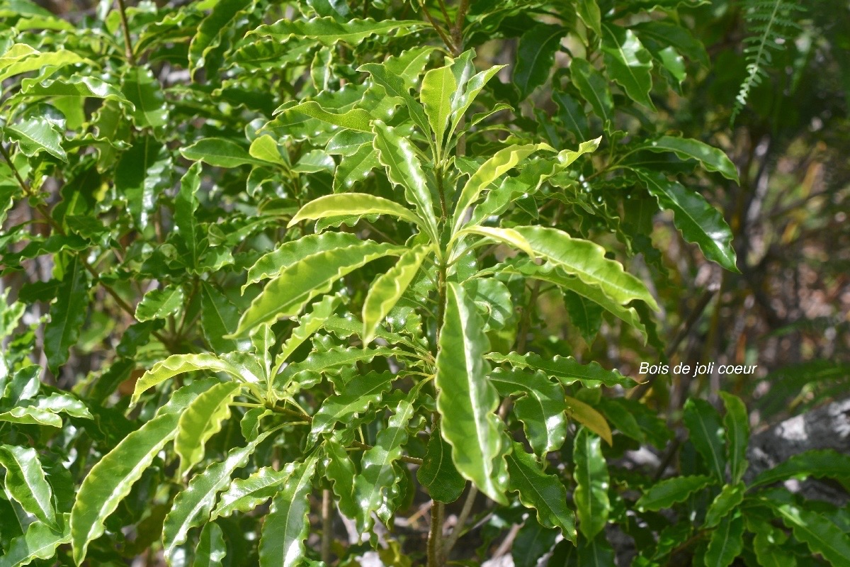 Pittosporum ;senacia Bois de joli coeur Pittosporaceae Indigène La Réunion 1853.jpeg