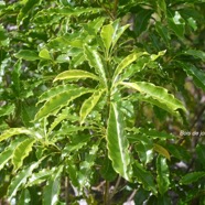 Pittosporum ;senacia Bois de joli coeur Pittosporaceae Indigène La Réunion 1853.jpeg