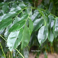 Pterocarpus indicus Sang dragon Fabaceae Asie Pacifique 1889.jpeg