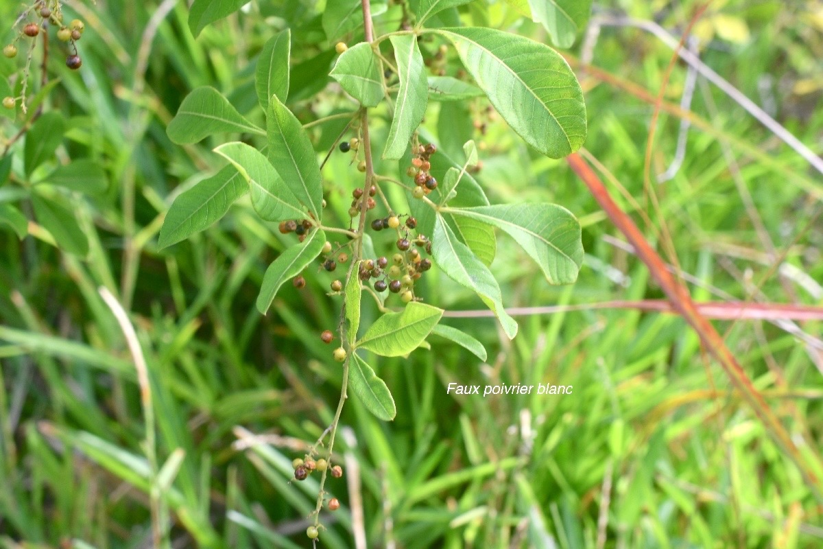 Rhus longipes Faux poivrier blanc Anacardiaceae E E 1844.jpeg