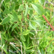 Rhus longipes Faux poivrier blanc Anacardiaceae E E 1844.jpeg