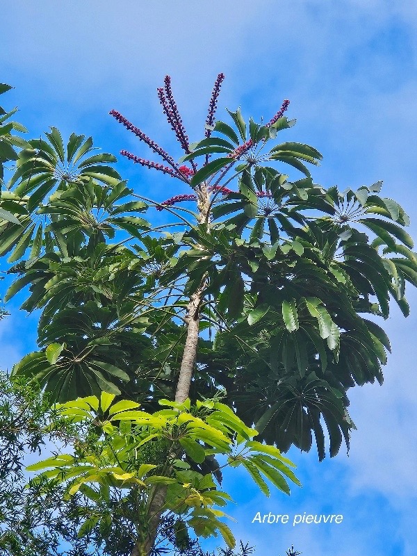 Schefflera actinophylla Arbre pieuvre Araliaceae Asie Australie 613.jpeg