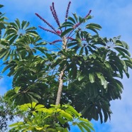 Schefflera actinophylla Arbre pieuvre Araliaceae Asie Australie 613.jpeg