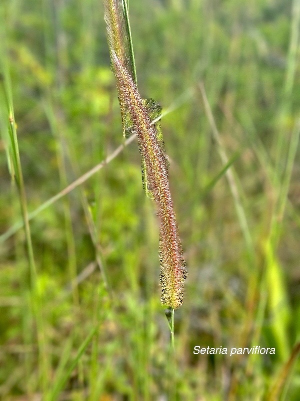 Setaria parviflora Poaceae 48.jpeg