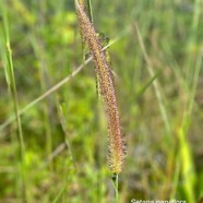 Setaria parviflora Poaceae 48.jpeg