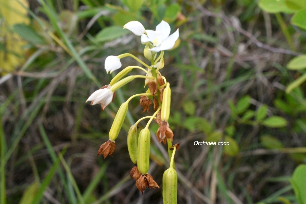 Spathoglottis plicata Orchidée coco Orchidaceae Naturalisée La Réunion 1881.jpeg