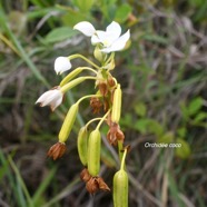 Spathoglottis plicata Orchidée coco Orchidaceae Naturalisée La Réunion 1881.jpeg