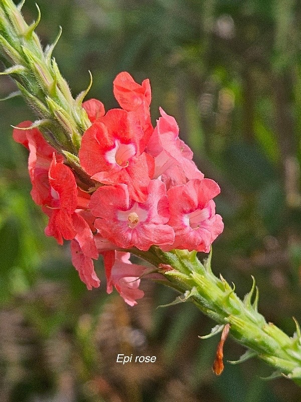 Stachytarpheta mutabilis Epi rose Verbenaceae N Sténonaturalisé 36.jpeg