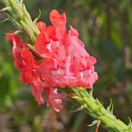 Stachytarpheta mutabilis Epi rose Verbenaceae N Sténonaturalisé 36.jpeg