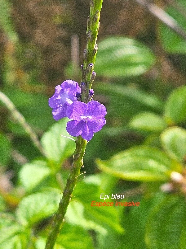 Stachytarpheta urticifolia Epi bleu Verbenaceae E E 03.jpeg