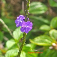 Stachytarpheta urticifolia Epi bleu Verbenaceae E E 03.jpeg