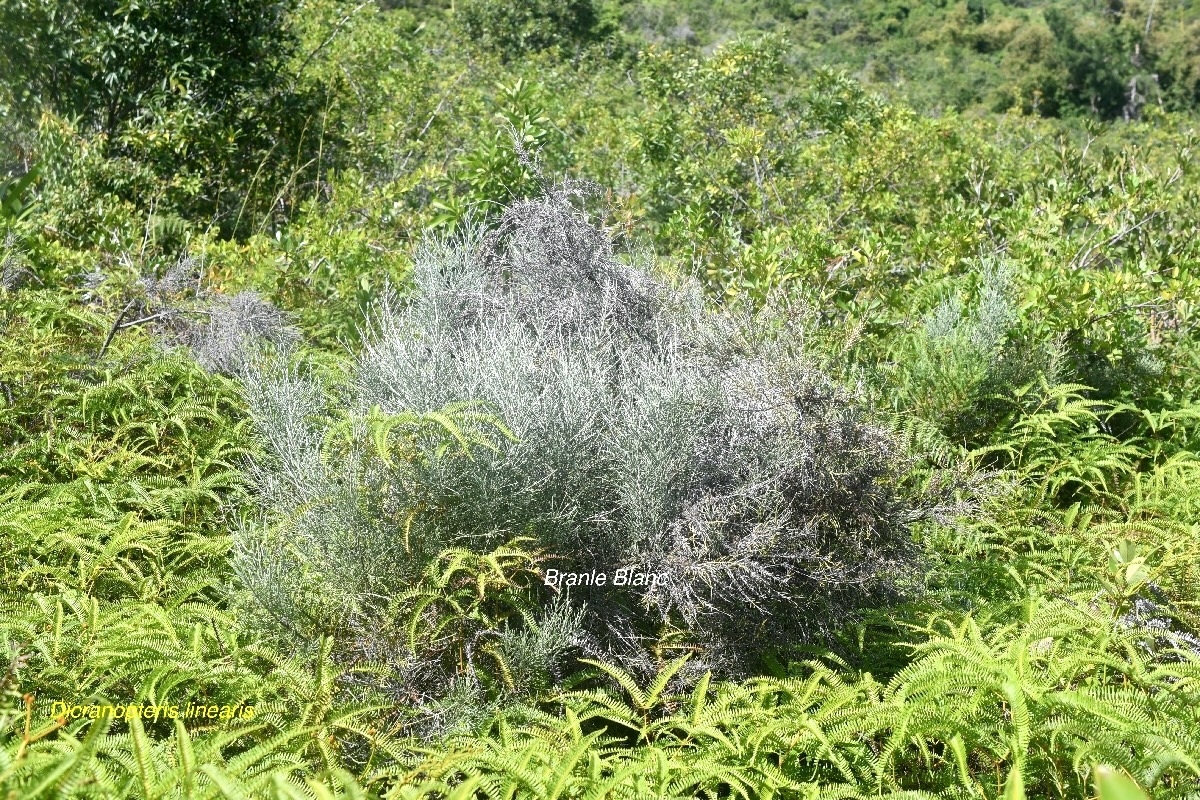 Stoebe passerinoides Branle blanc Aste raceae Endémique La Réunion 1867.jpeg