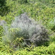 Stoebe passerinoides Branle blanc Aste raceae Endémique La Réunion 1867.jpeg